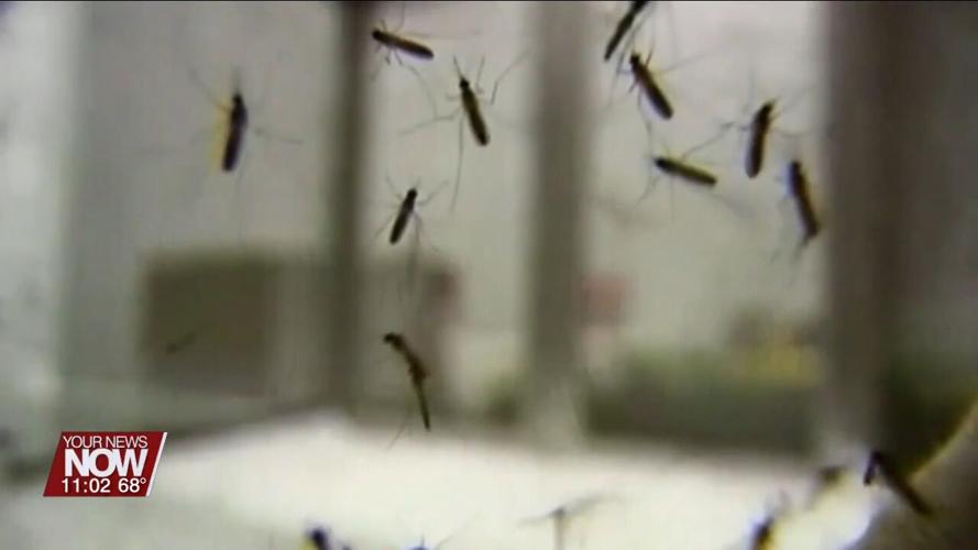 Pool of mosquitoes test positive for West Nile Virus in Van Wert County