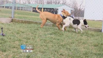 Putnam County Dog Shelter continues to grow