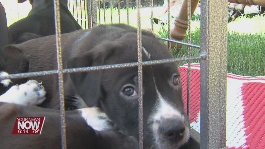 Local pet rescue holding annual garage sale to help pay for dog medical bills News