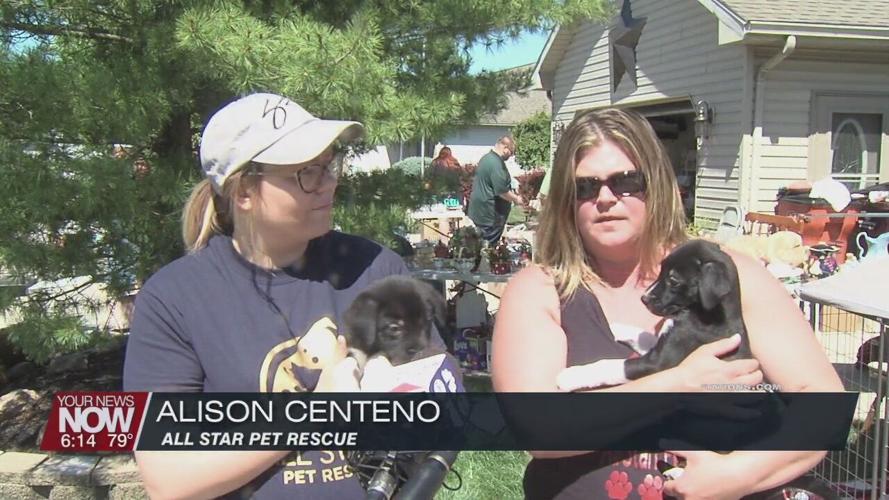Local pet rescue holding annual garage sale to help pay for dog medical bills News