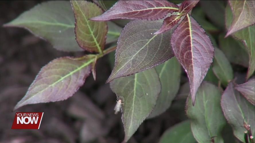 Don’t Let Mosquito-Borne Illness Ruin Summer Travel