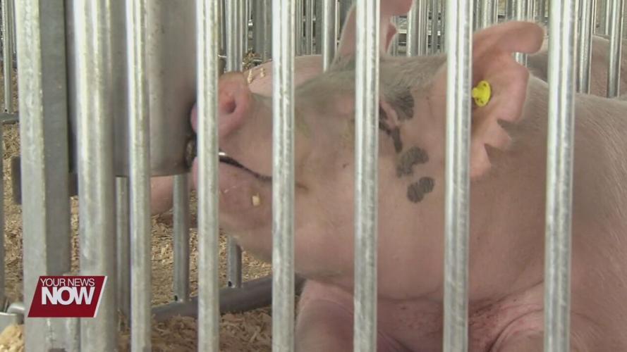 Helping the hogs beat the heat during the Allen County Fair