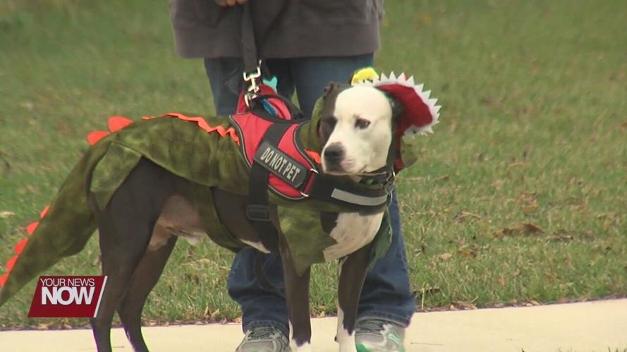 Pet costume contest raises awareness on domestic violence and sexual assault