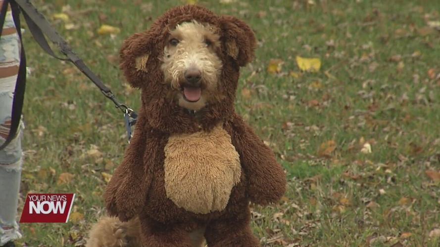 Pet costume contest raises awareness on domestic violence and sexual assault