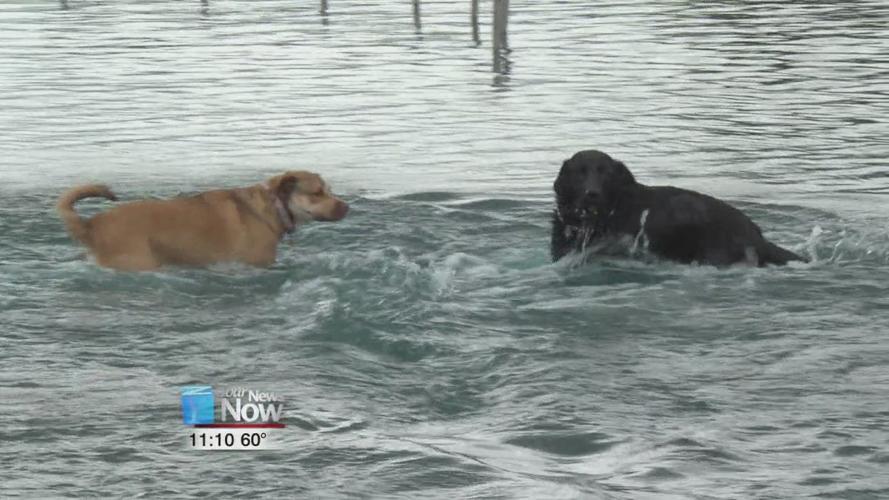 A dog-gone good time at Dog Day at the Beach1.jpg