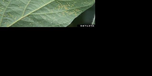 Soybean aphids
