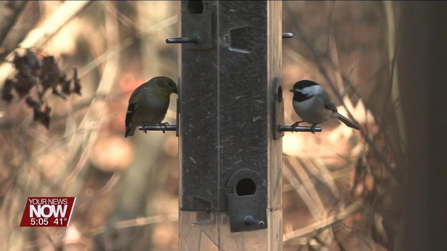 You can help track data of bird populations and trends with Project FeederWatch