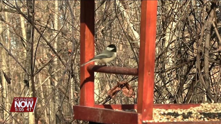 You can help track data of bird populations and trends with Project FeederWatch