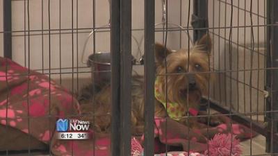 Free Rebate Voucher for Spaying and Neutering your Pets