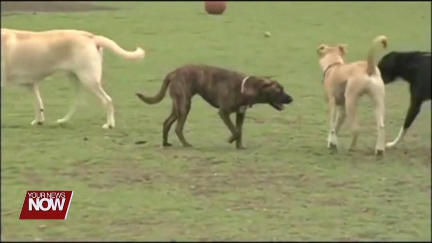 Reminder you have until the end of January to get your dog tags