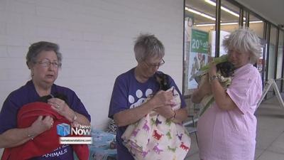 Hurricane Harvey pups up for adoption