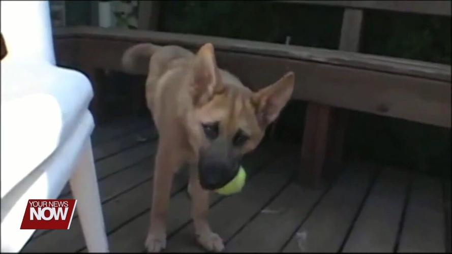 Reminder you have until the end of January to get your dog tags