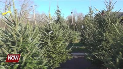 Lima sets week for Christmas trees to be picked up and recycled