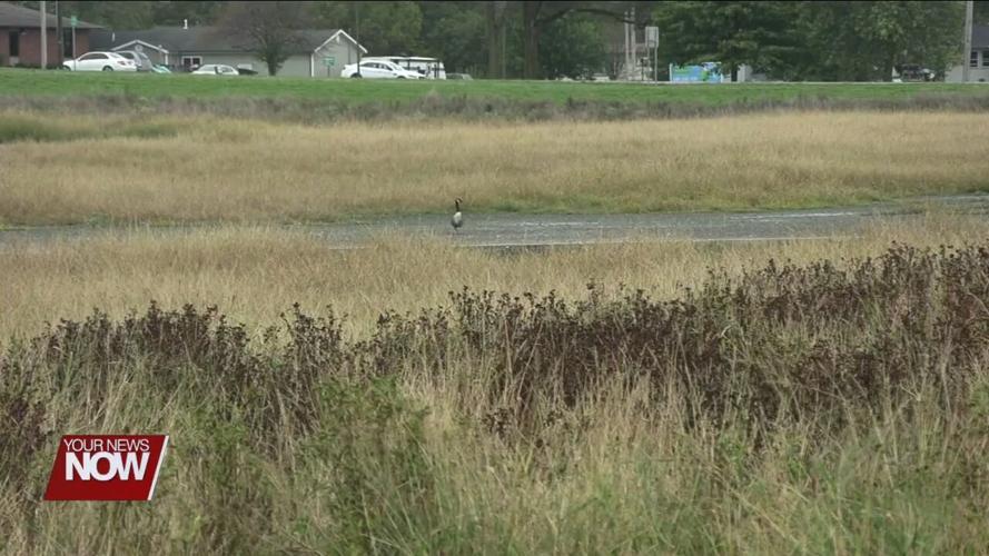 Baughman Wetland Project a win for Allen County's ecosystem and residents
