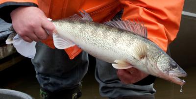 Ohio Wildlife Council Approves New Saugeye Fishing Regulations at Specific Lakes