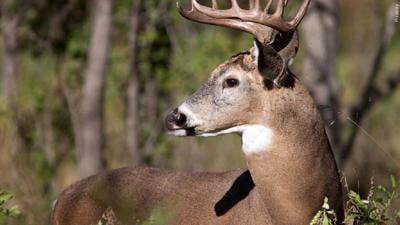 White tail deer