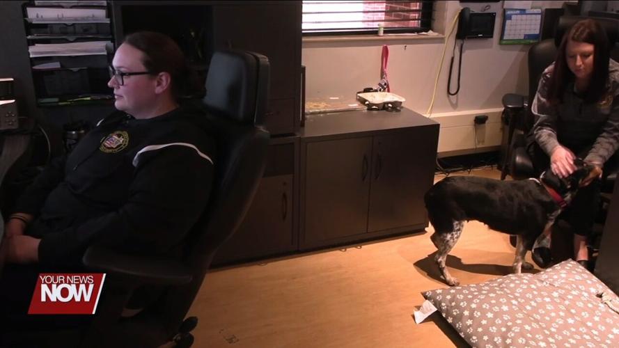 Hardin County Sheriff's Office adopts rescue dog to relieve stress from victims and staff