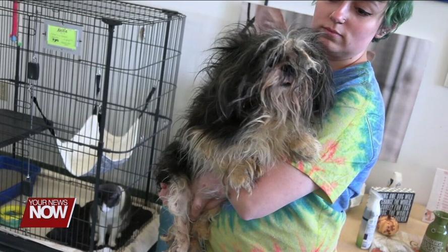Ohio SPCA asking for donations to help treat 23 rescued Shih Tzus that were severely neglected
