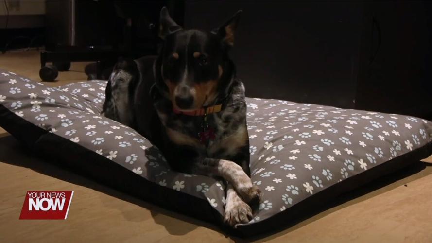 Hardin County Sheriff's Office adopts rescue dog to relieve stress from victims and staff