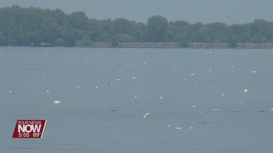 Major fish die-off at Grand Lake St Marys