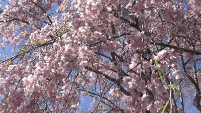 Cherry Blossom Festival returns to celebrate Lima’s Sister City ties