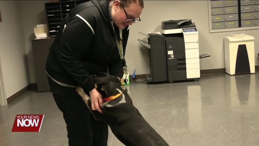 Hardin County Sheriff's Office adopts rescue dog to relieve stress from victims and staff