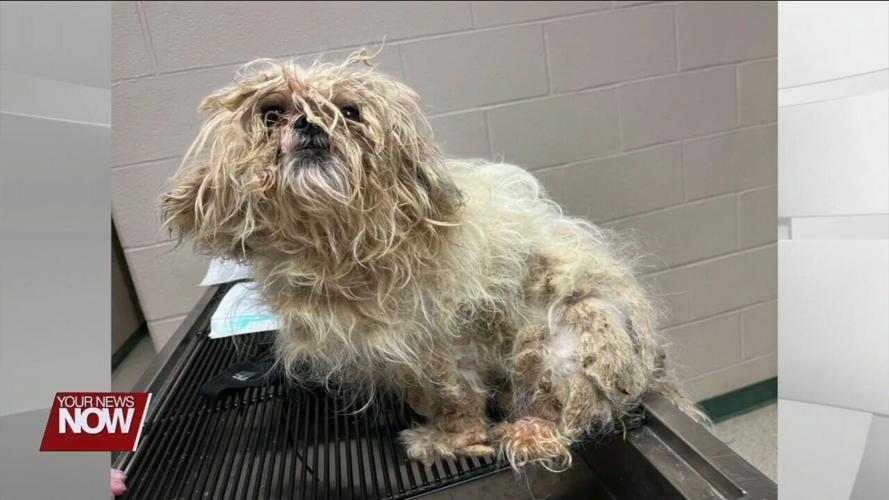 Ohio SPCA asking for donations to help treat 23 rescued Shih Tzus that were severely neglected