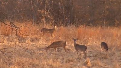 Ohio hunters check over 232,000 deer during 2025-26 season