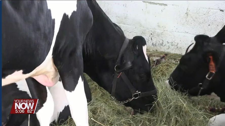 Mercer County Fair is underway featuring three concerts and fun for the whole family