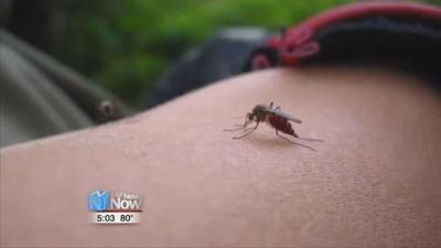 Standing water could lead to more mosquitoes