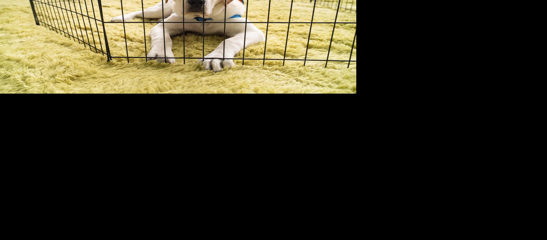 Nationwide Children’s Hospital Announces Expanded Facility and Therapy Dog Program