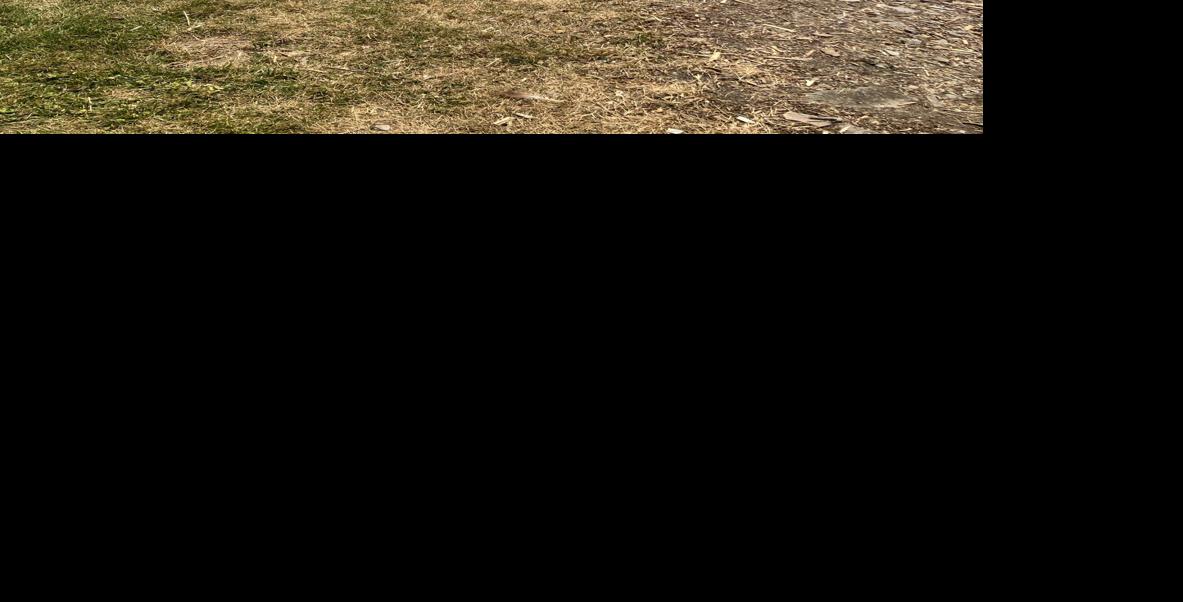 Lake Improvement Association to help replant trees lost in Indian Lake tornado