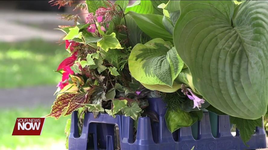 Allen County Master Gardeners Brown Bag Lunch Series shines a light on shade plants
