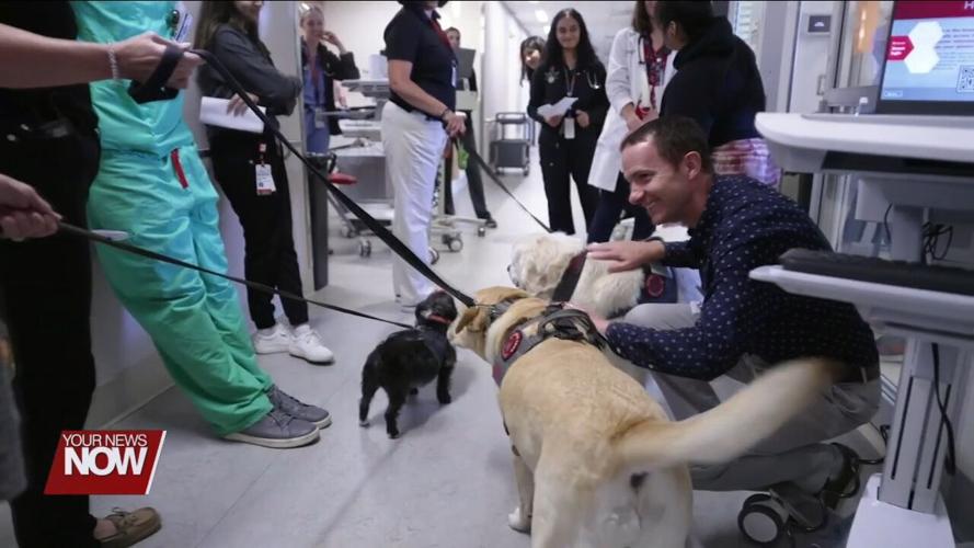 Study finds the benefits of therapy dogs to healthcare workers
