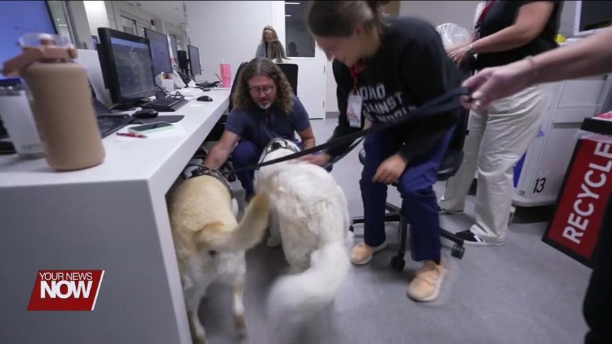 Study finds the benefits of therapy dogs to healthcare workers
