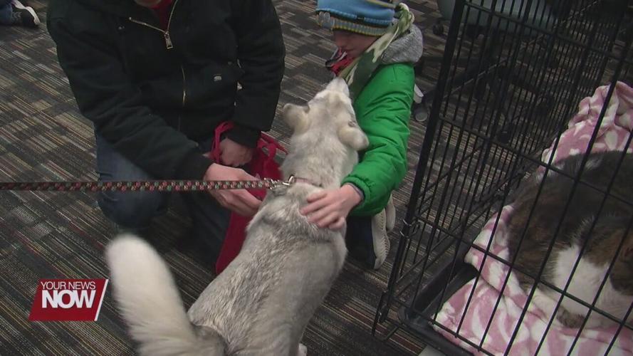 Woof and Meow event helps get cats and dogs good loving homes