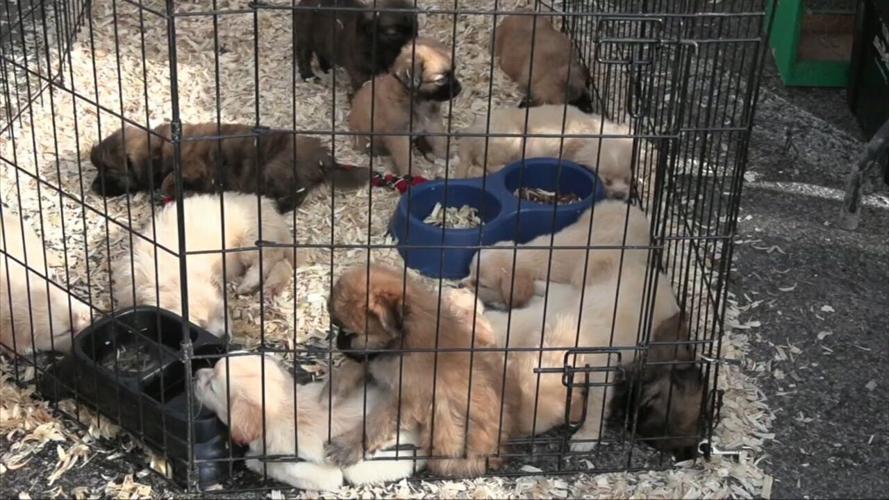 It's a shopaholic's paradise at the Allen County Fairgrounds as Max's Trader Days is underway