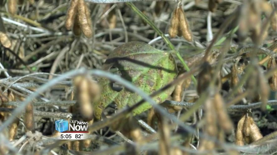 Corn crop insurance deadline looms as wet fields prevent planting 2.jpg