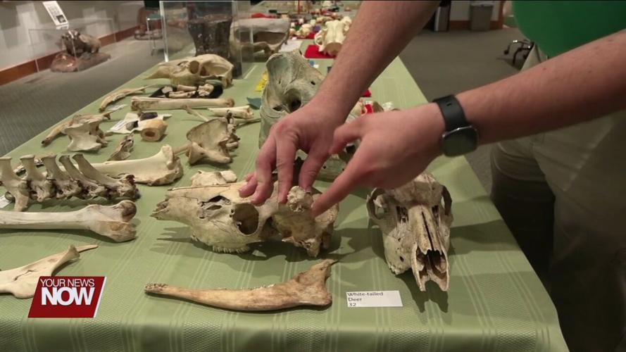 Hancock Park District teaches all about bones and what they tell us
