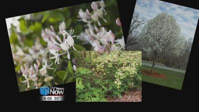 State of Ohio bans the sale of 38 invasive plant species