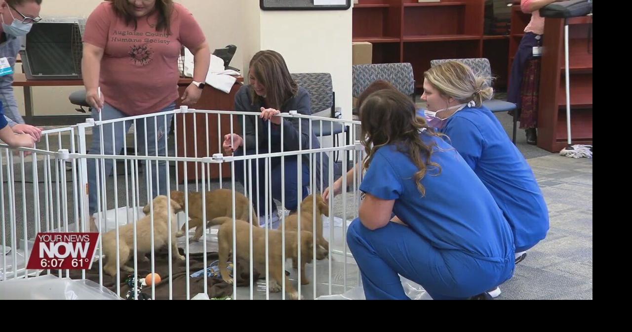 St. Rita's workers destress with puppies from Auglaize County Humane