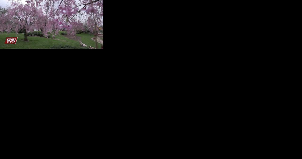 Lima Sister Cities Association invites the public to Cherry Blossom Festival - Vimarsana News
