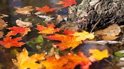 Fall leaves in water