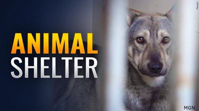 Animal Shelter