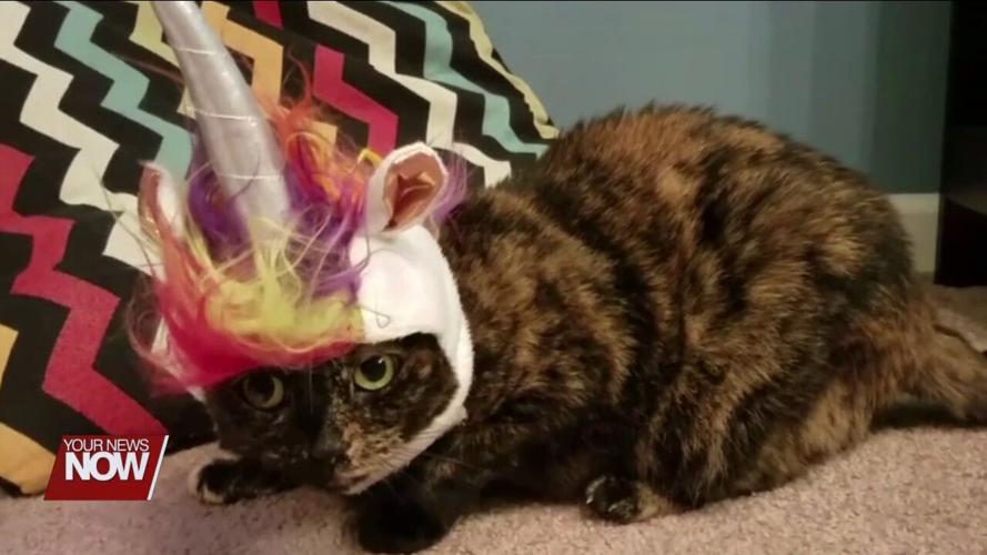 Tips to make sure Halloween isn't a scary time for pets and owners