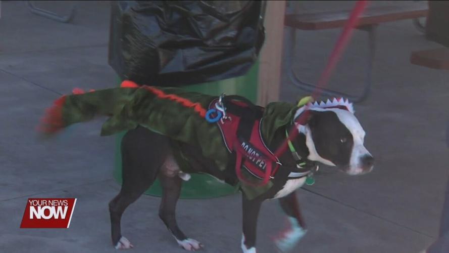 Tips to make sure Halloween isn't a scary time for pets and owners