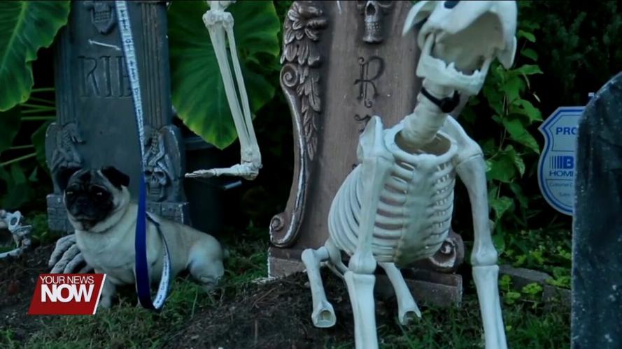 Tips to make sure Halloween isn't a scary time for pets and owners