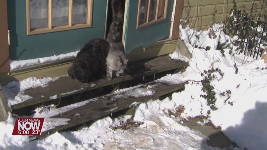 Allen County Dog Warden urging residents to protect pets from frigid temperatures
