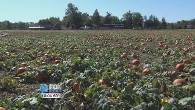 Picking the perfect pumpkin at Suter's Farm