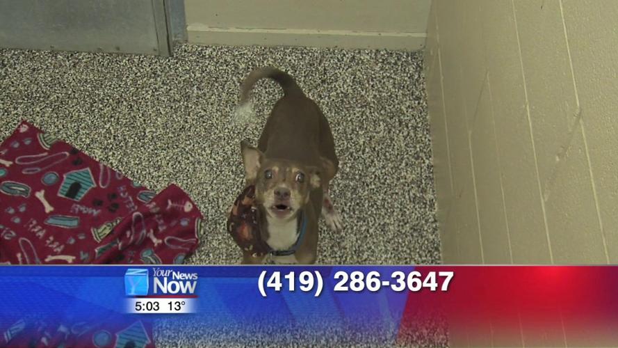 Kountry Kennel in Fort Jennings offering to house dogs during bitter cold 2.jpg